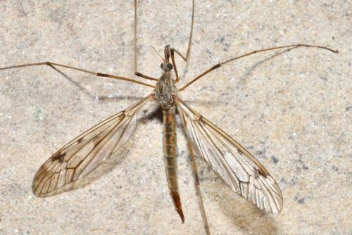 Réf. 214 634 : Tipula sp.